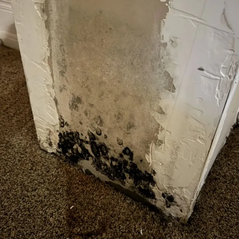 Professional Mold Removal in West New York, NJ